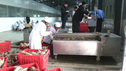 探秘榕江縣盛源天然食品開發 綠色生態與特色食品的完美融合